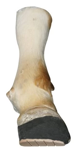 Kerbl Technovit 10er, Incl. Beschleuniger'