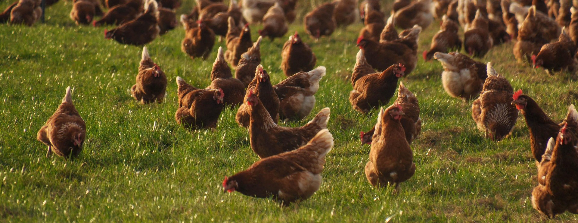 Landwirtschaftliche Produkte -Landwirtschaftliche Produkte chicken 4574489 1920
