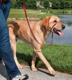 PetSafe Easy Walk™-Kopfleine - Für Hunde Von 27 Kg - 59 Kg