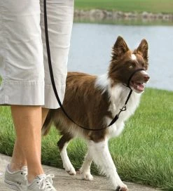 PetSafe Easy Walk™-Kopfleine - Für Hunde Von 11 Kg - 27 Kg