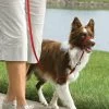 PetSafe Easy Walk™-Kopfleine - Für Hunde Von 11 Kg - 27 Kg