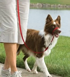 PetSafe Easy Walk™-Kopfleine - Für Hunde Von 11 Kg - 27 Kg