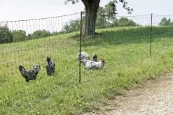 Geflügelnetz Grün - 25m X 1,12 M -Landwirtschaftliche Produkte gefluegelnetz huehnerzaun huehnernetz gefluegelzaun gruen 4
