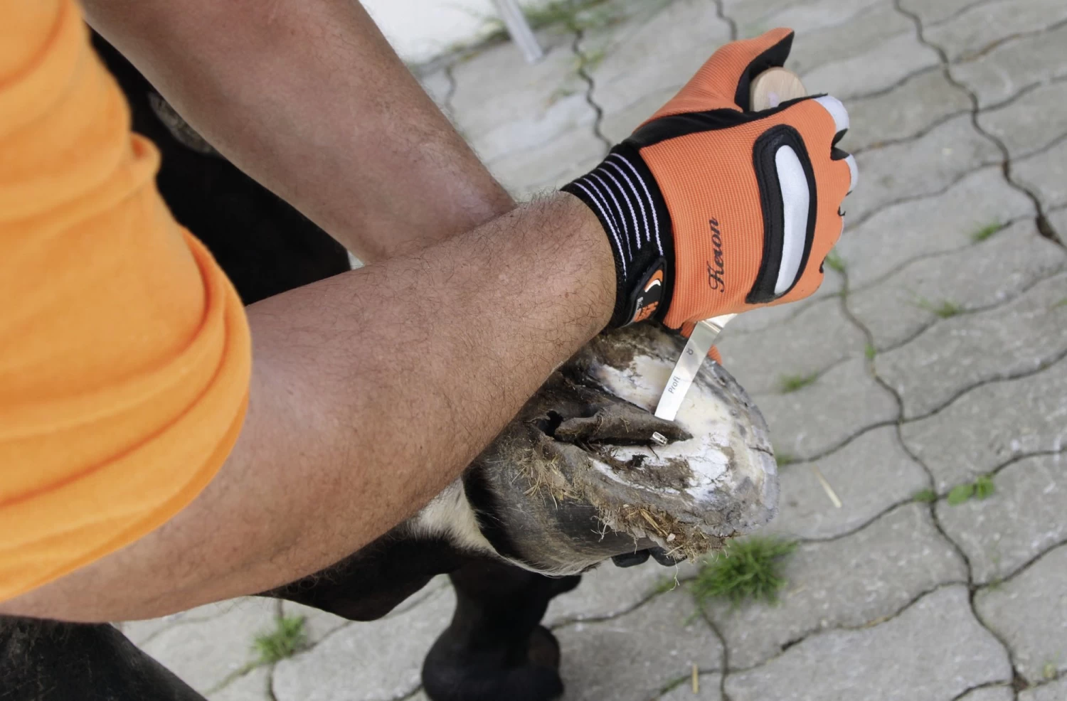 KERBL Huf Und Klauenmesser Profi, Schmal Für Rechtshänder 5 KERBL Huf Und Klauenmesser Profi, Schmal Für Rechtshänder – Bild 3