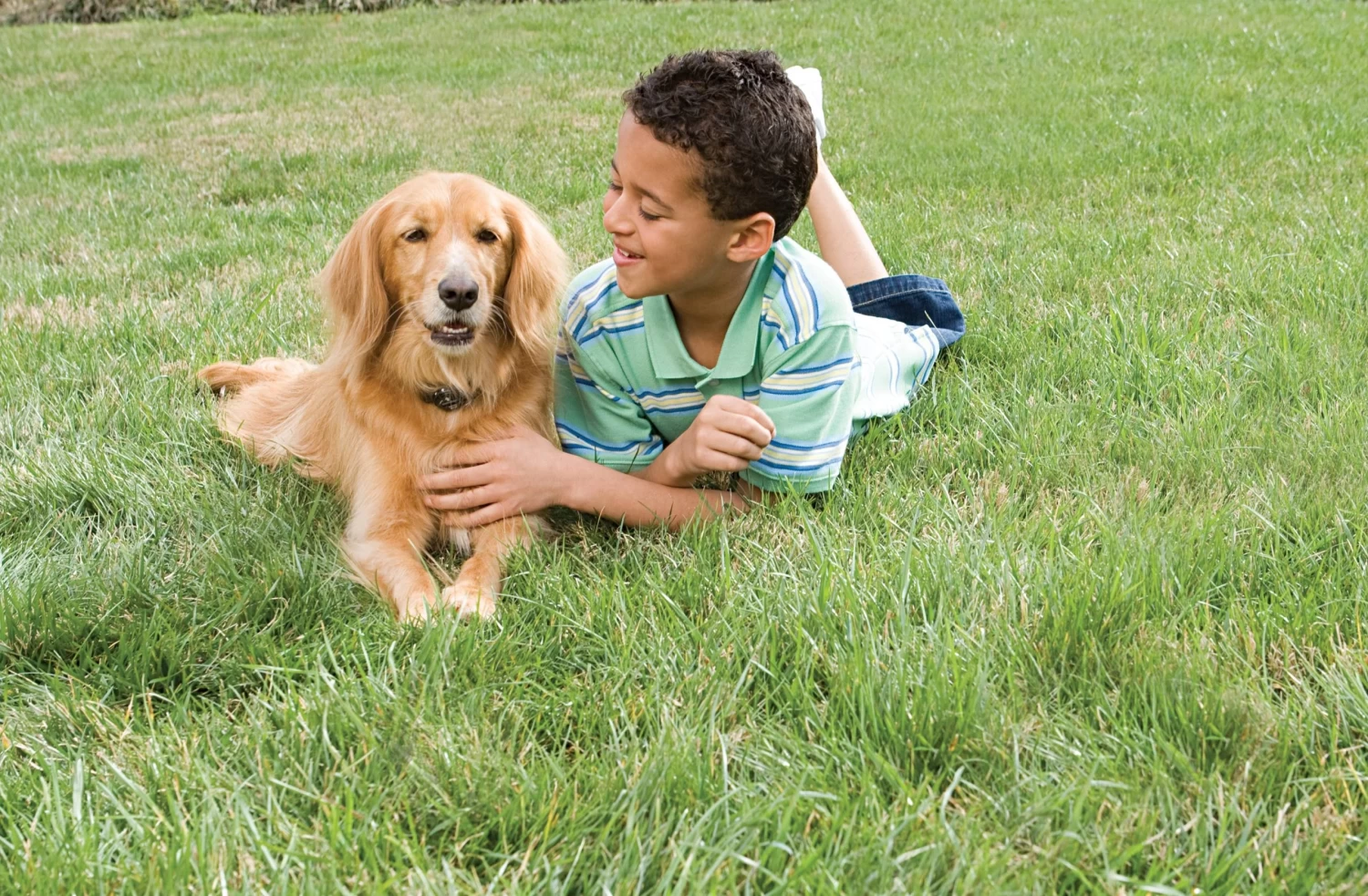 PetSafe Hundezaun Radio Fence Super - Pet Safe (PIG19-15394) Unsichtbar 4 PetSafe Hundezaun Radio Fence Super - Pet Safe (PIG19-15394) Unsichtbar – Bild 2