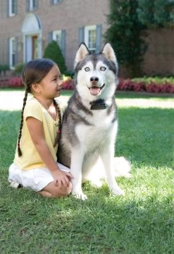 Unsichtbarer Hundezaun Radio Fence Super Von PetSafe (PRF-3004XW-20) - Für Große Hunde -Landwirtschaftliche Produkte prf 3004xw 20 3 1