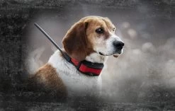 PetSafe TEK Serie 2.0 GPS Tracking System TEK-V2L-E -Landwirtschaftliche Produkte tek 2lt main image 1