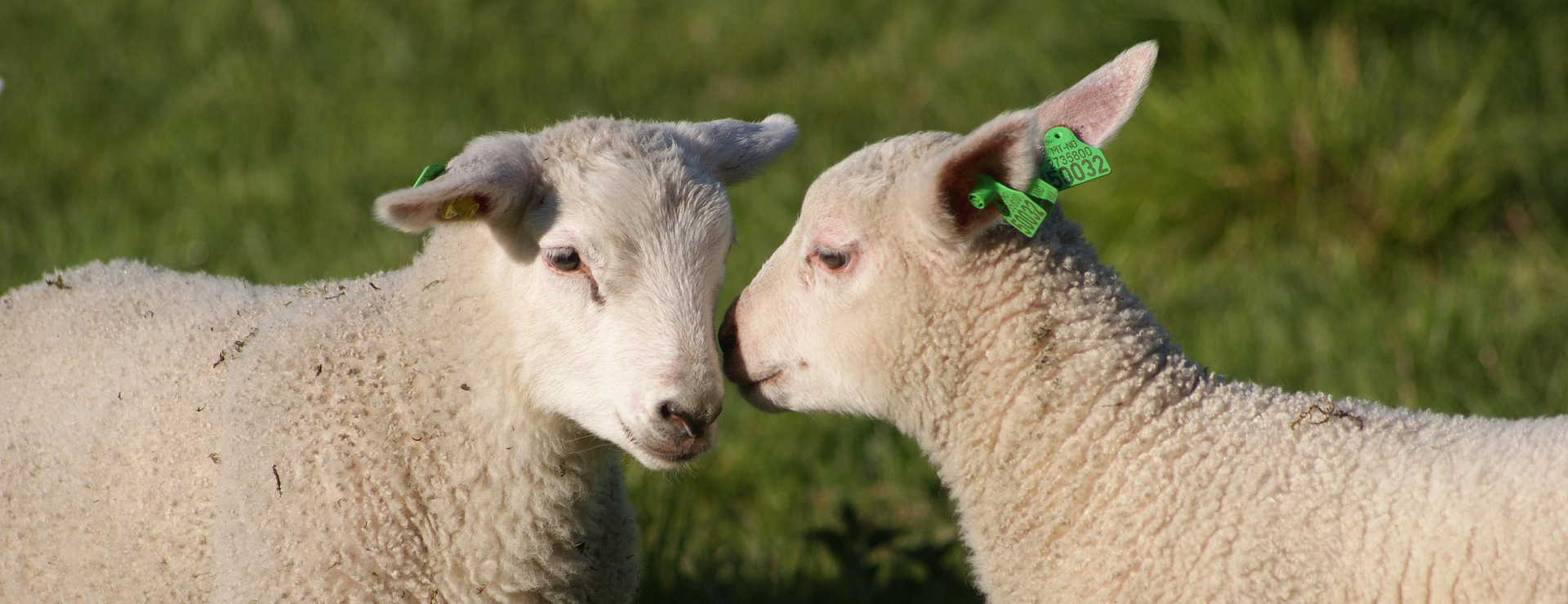 Landwirtschaftliche Produkte -Landwirtschaftliche Produkte the lambs 2124229 1920