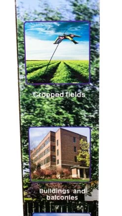 Vogelscheuche Bird Scarer Kite 7m - Black Hawk Kite -Landwirtschaftliche Produkte vorne unten3